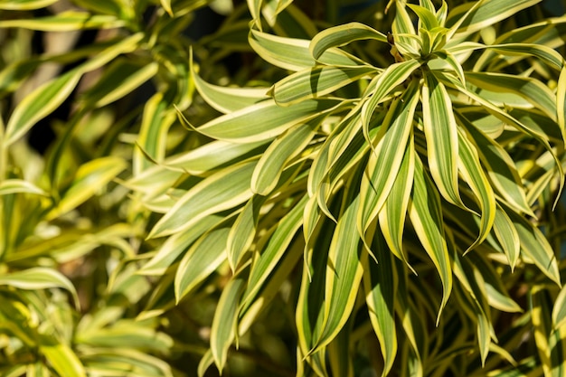 Mise au point sélective sur les plantes aux feuilles vertes et jaunes