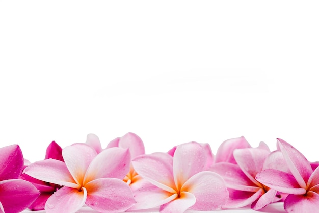 Mise au point sélective Plumeria rose sur fond blanc Espace copie