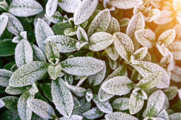 Mise au point sélective première gelée sur un champ gelé plantes fin automne gros plan beau résumé congelé