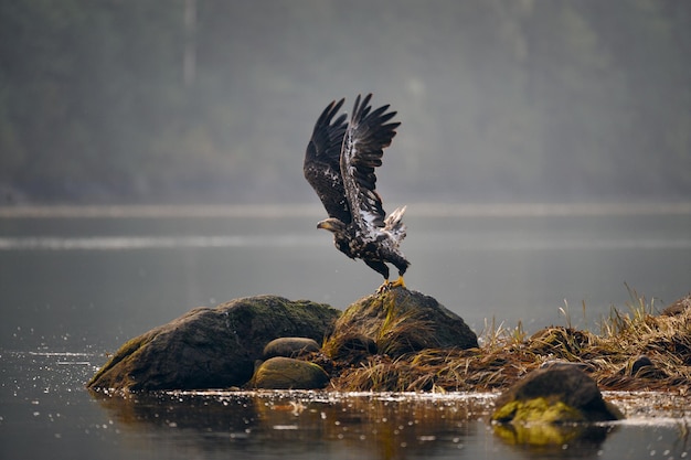 Mise au point sélective d'un pygargue à queue blanche (Haliaeetus albicilla) se préparant pour le vol