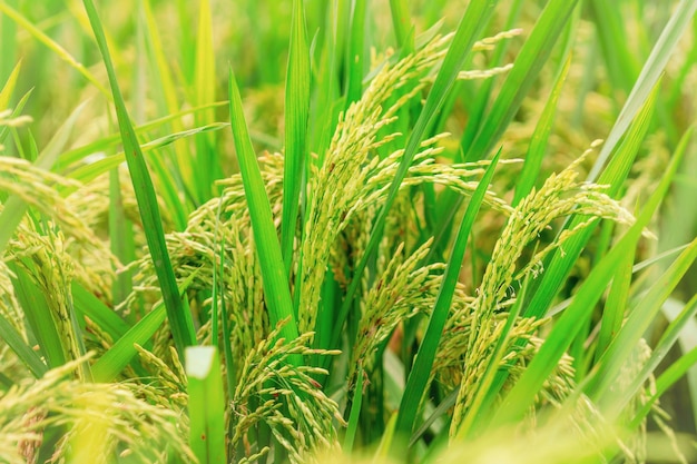 Mise au point sélective sur le riz et les feuilles vertes Plantation de riz Prix du riz dans le concept du marché mondial Riz