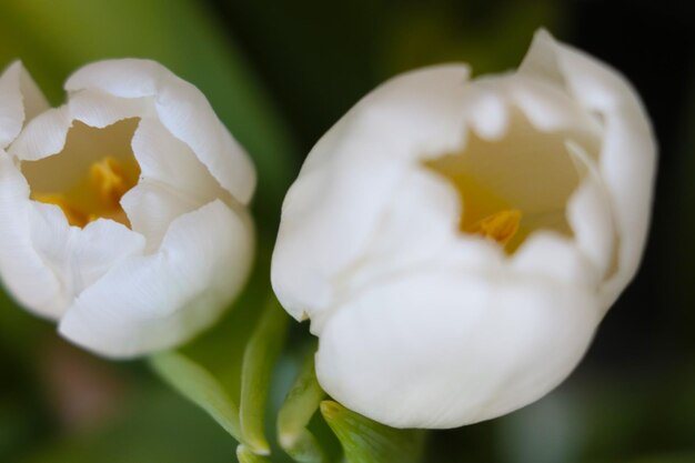 Mise au point sélective Tulipes à fleurs blanches dans un vase