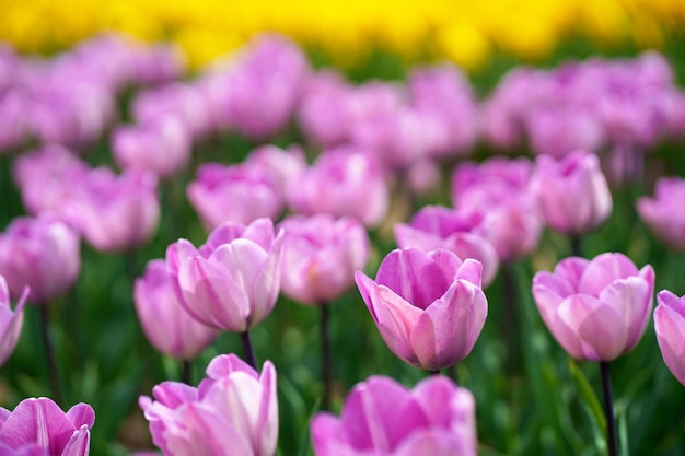 Mise au point sélective de tulipes violettes colorées contre le ciel bleu et les nuages