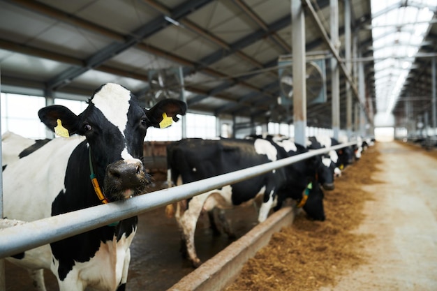 Mise au point sélective sur la vache à lait noire et blanche regardant la caméra