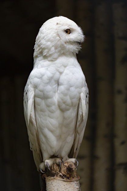 Mise au point sélective verticale d'un hibou blanc dans le parc Branitz en Allemagne