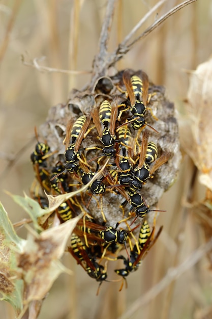 Mise au point sélective verticale d'un nid de guêpes