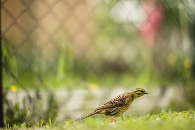 Une mise au point sélective de yellowhammer emberiza citrinella avec un fond vert dans le jardin Un petit oiseau court vers l'avant sur le terrain