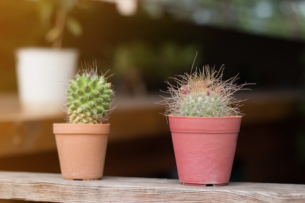 Mise en bouffée de succulentes ou de cactus en pot sur planche en bois.