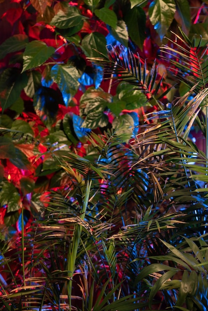 Mise en page de couleur fluorescente créative faite de feuilles tropicales couleurs au néon plates concept de nature