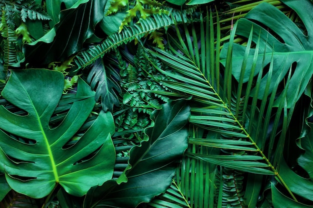 mise en page créative de fond de feuilles vertes tropicales