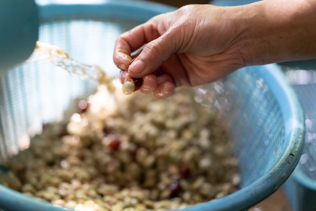 Mise en pâte de cerises de café biologiques rouges dans le traitement du café