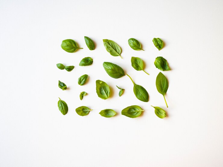 Mise à plat de diverses herbes de cuisine vertes fraîches