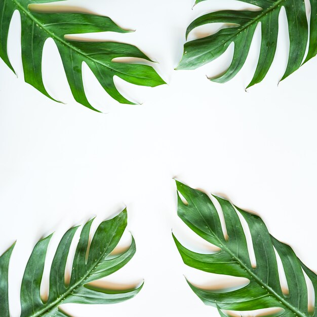 Mise à plat de feuille de Monstera tropical vert sur blanc