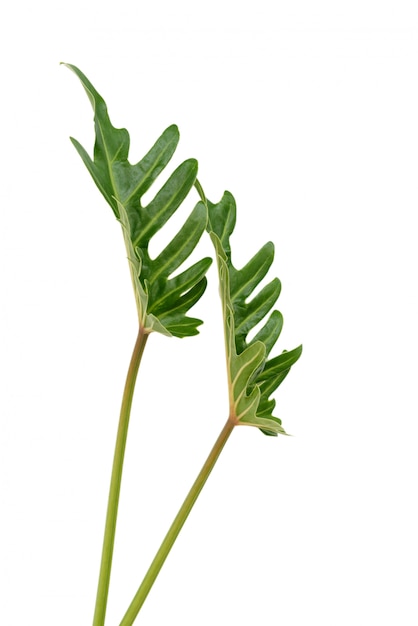 Mise à plat feuille verte tropicale Philodendron isolé sur fond blanc, vue du dessus