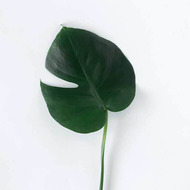 Mise à plat des feuilles tropicales Monstera sur fond blanc. Vue de dessus