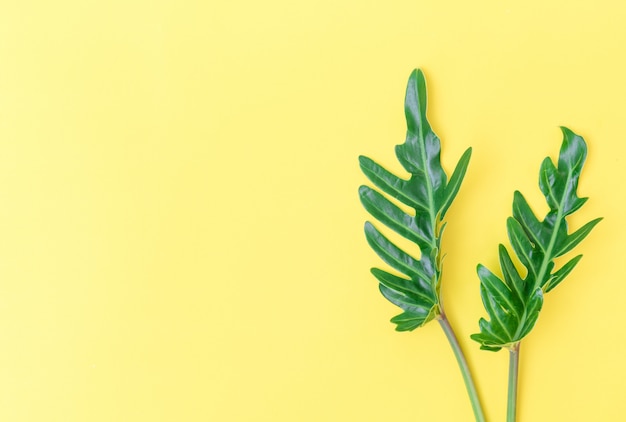 Mise à plat des feuilles tropicales de Philodendron sur fond jaune