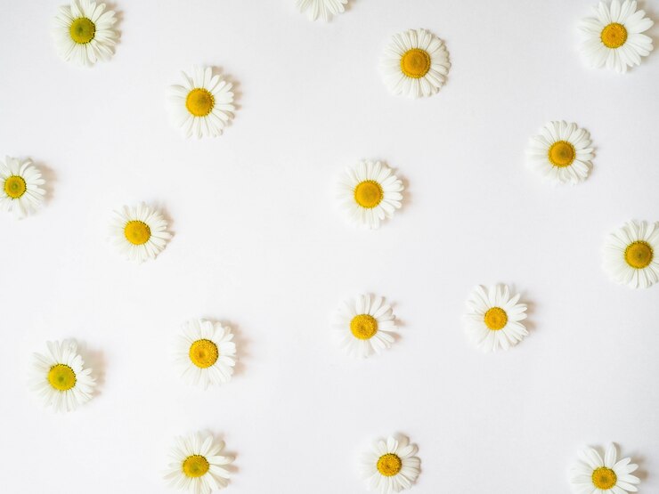 Mise à plat des fleurs de camomille au printemps et en été sur fond blanc. Motif marguerite. Vue de dessus