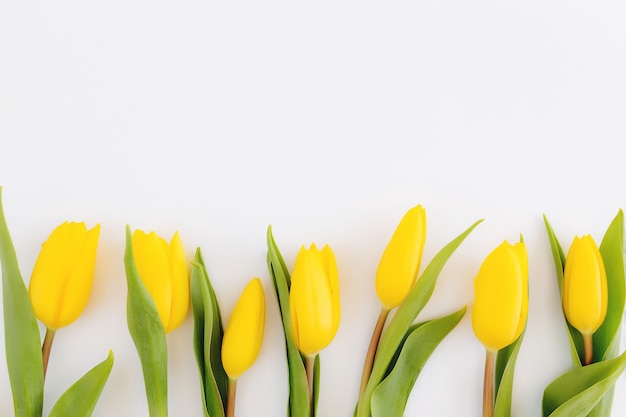 Mise à plat avec des fleurs de tulipes jaunes sur fond blanc. Concept de carte de voeux pour Pâques, fête des mères, journée internationale de la femme, Saint Valentin.