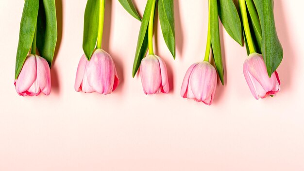 Photo mise à plat avec des fleurs de tulipes sur rose pastel