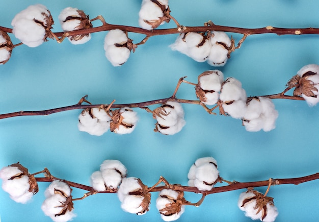 Mise à plat de fond bleu clair féminin avec une branche de fleur de coton. Peut être une carte de voeux et un élément de conception. Vue de dessus, espace copie.