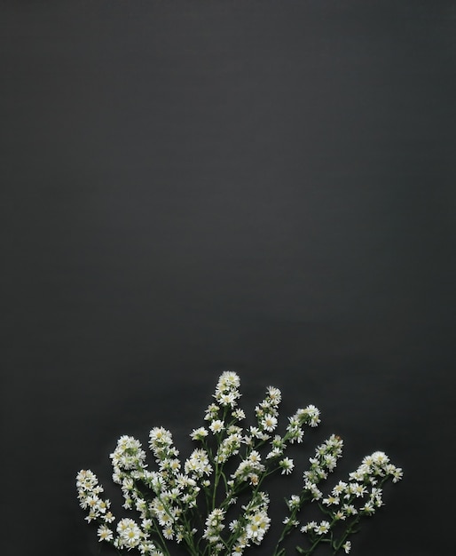 Mise à plat sur un fond de marguerites fraîches