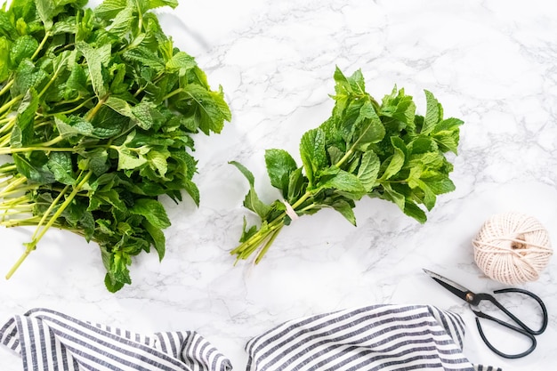 Mise à plat. Menthe fraîche du jardin bio sur fond marbré.