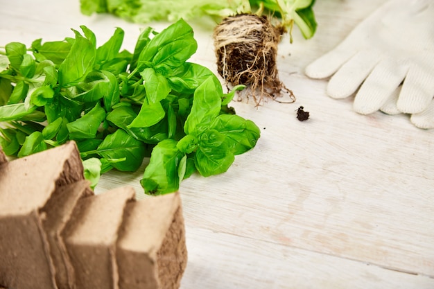 Mise à Plat D'outils De Jardinage, Basilic, Pot De Fleurs écologique, Sol Sur Fond En Bois Blanc.