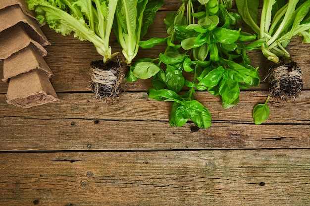 Mise à plat d'outils de jardinage, basilic, pot de fleurs écologique vert, sol sur table en bois.