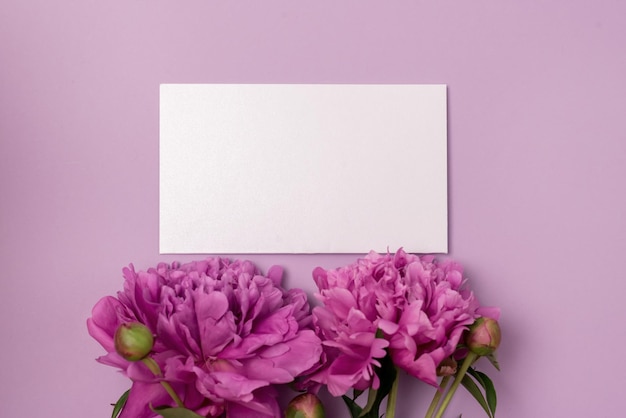 Mise à plat de style minimal avec des fleurs de pivoine rose et blanc maquette vue de dessus horizontale