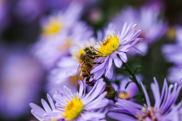 Mistaster saphir de belles fleurs bleues avec une abeille dans le jardin d'automne