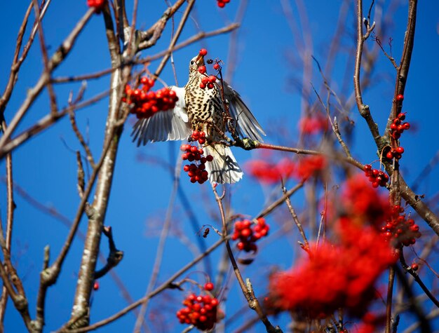 Mistle thrush collecte des baies de rowan