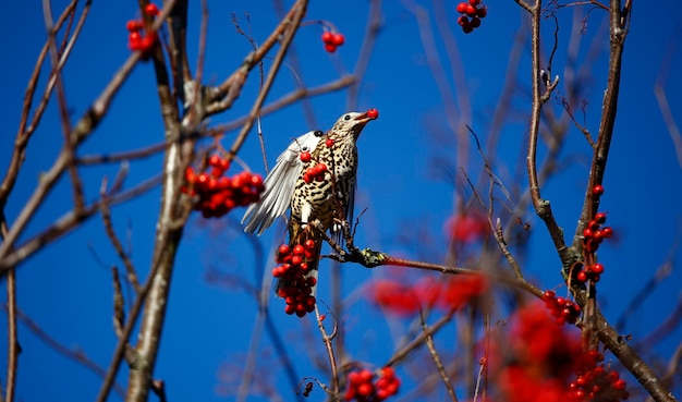 Mistle thrush collecte des baies de rowan