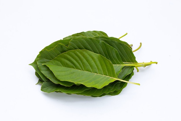 Mitragyna speciosa, feuilles de kratom frais sur fond blanc