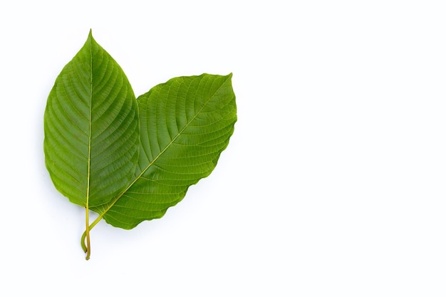 Mitragyna speciosa, feuilles de kratom frais sur fond blanc