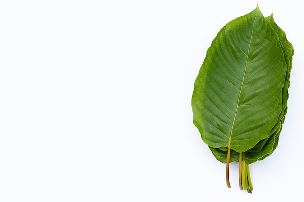 Mitragyna speciosa, feuilles de kratom frais sur fond blanc