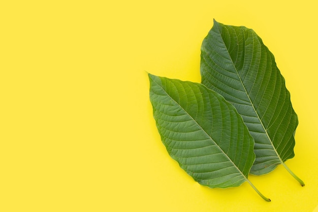 Mitragyna speciosa, feuilles de kratom frais sur fond jaune