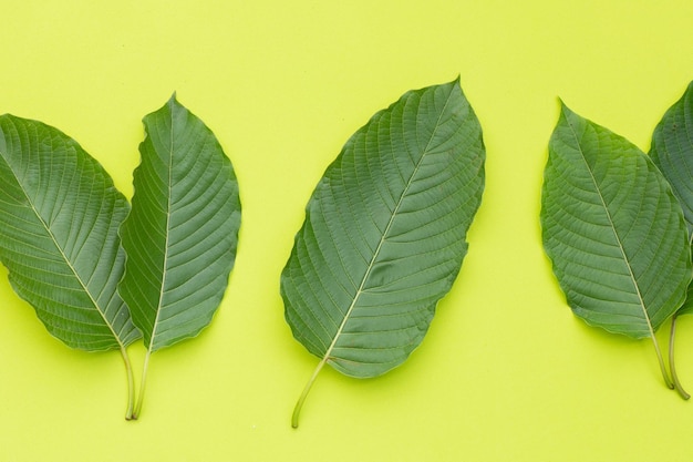 Mitragyna speciosa, feuilles de kratom frais sur fond vert