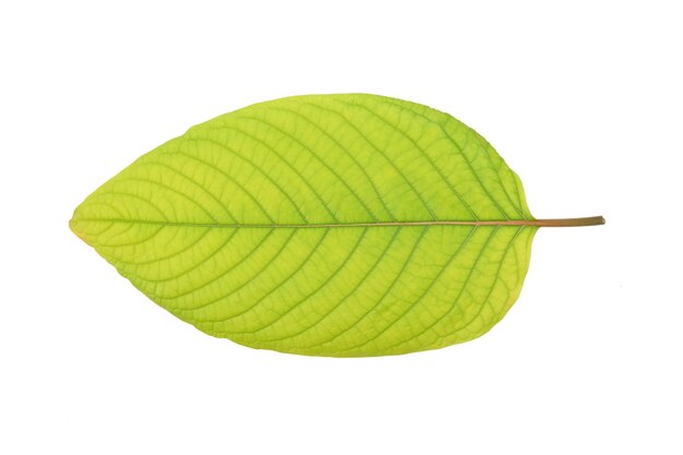 Mitragyna speciosa korthKratom isolé sur fond blanc Vue de dessus