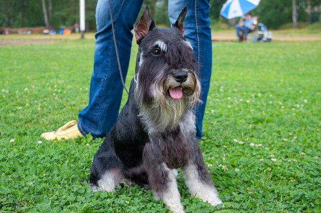 Mittelschnauzer noir avec argent dans la nature