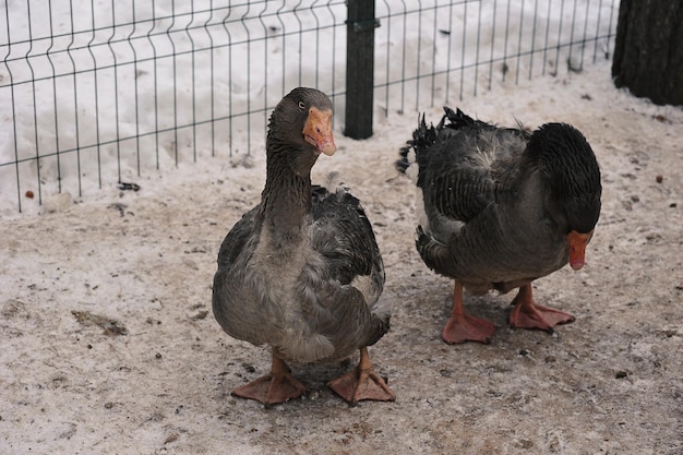 Mmmgrey oies dans une cage dans un enclos