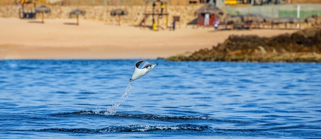 Mobula ray saute en arrière-plan de la plage de Cabo San Lucas