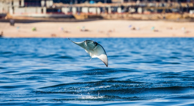 Mobula ray saute en arrière-plan de la plage de Cabo San Lucas
