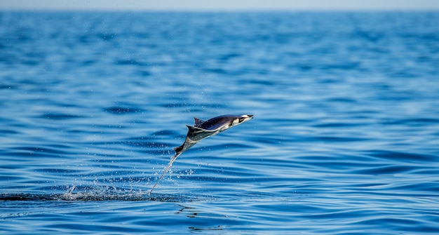 Mobula ray saute hors de l'eau. Mexique