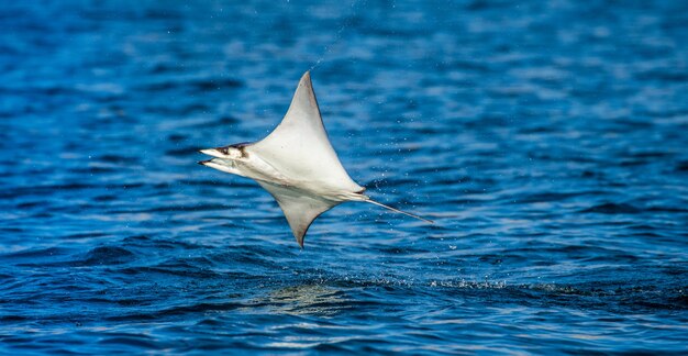 Mobula ray saute hors de l'eau. Mexique