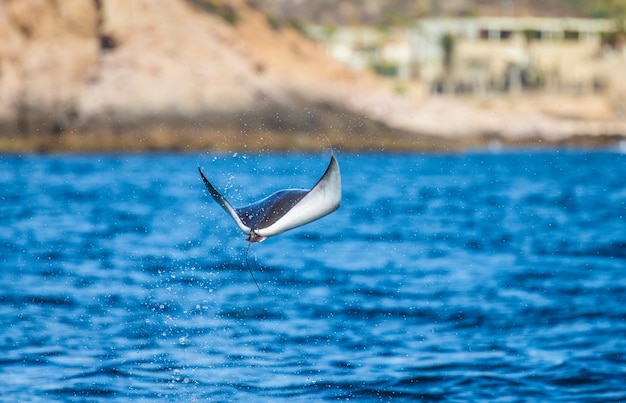 Mobula ray saute hors de l'eau