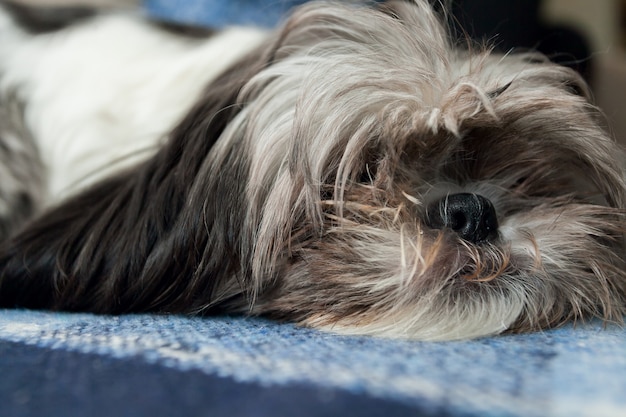 Mode de vie, animal, concept de beauté- shih tzu sur canapé