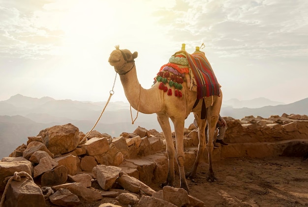 Mode de vie bédouin égyptien Camel va au mont Moïse sur fond d'un beau lever de soleil dans le ciel Chameau dans le désert du Sinaï