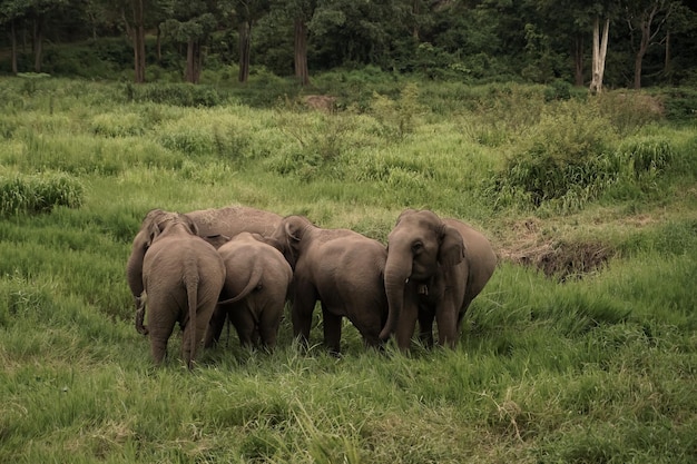 Le mode de vie des éléphants thaïlandais ou des éléphants d'Asie qui se nourrissent dans les forêts du nord de la Thaïlande dans la province de Lampang