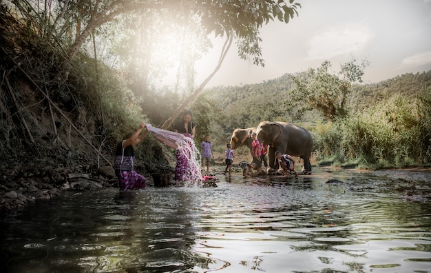 Le mode de vie des éléphants