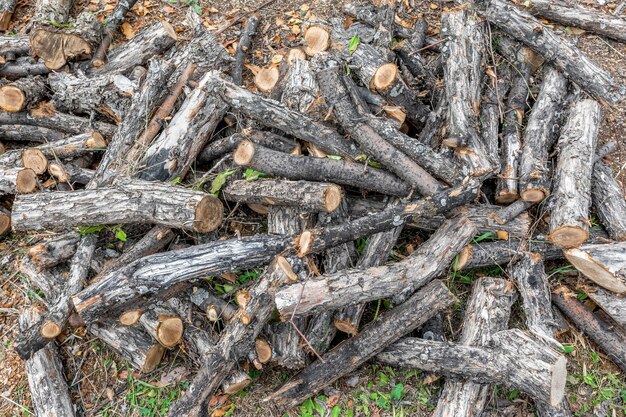 Mode de vie rural Dans le jardin il y a un gros tas de bois coupé pour un feu